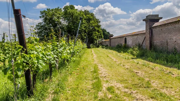 Landscape with Vinyard in the Netherlands — Stock Photo, Image