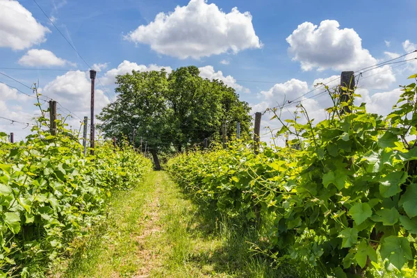 Krajina s Vinyard v Nizozemsku — Stock fotografie