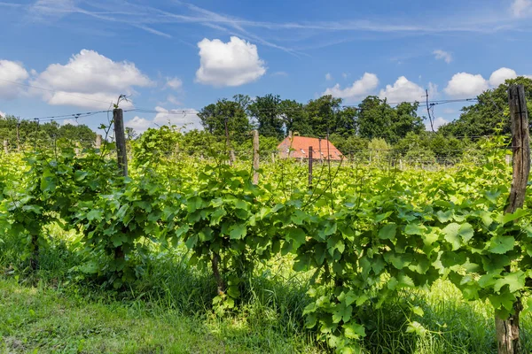 Krajina s Vinyard v Nizozemsku — Stock fotografie