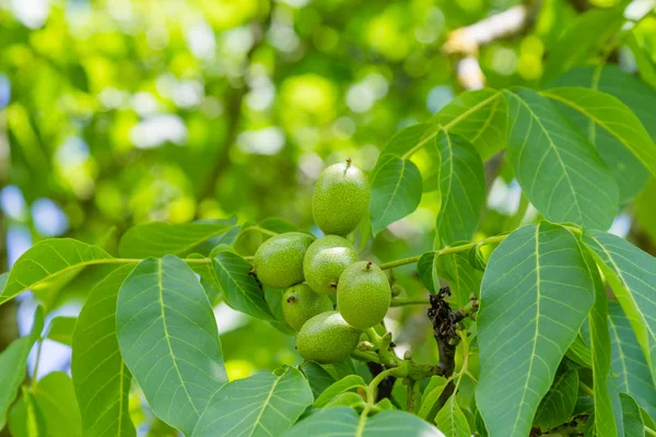 Walnut tree met unirpe verse walnoot — Stockfoto