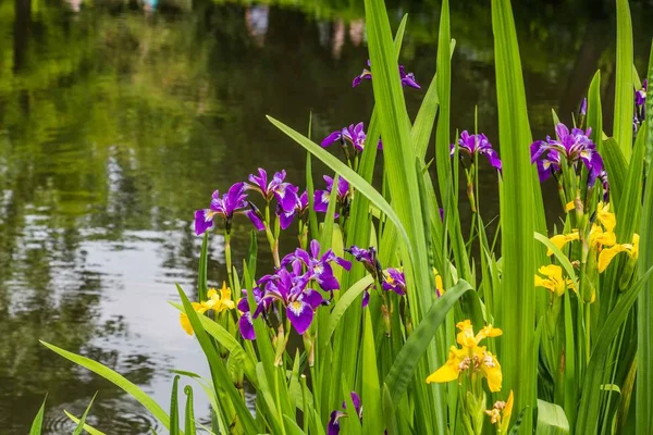 Su açık sarı ve mor Iris — Stok fotoğraf