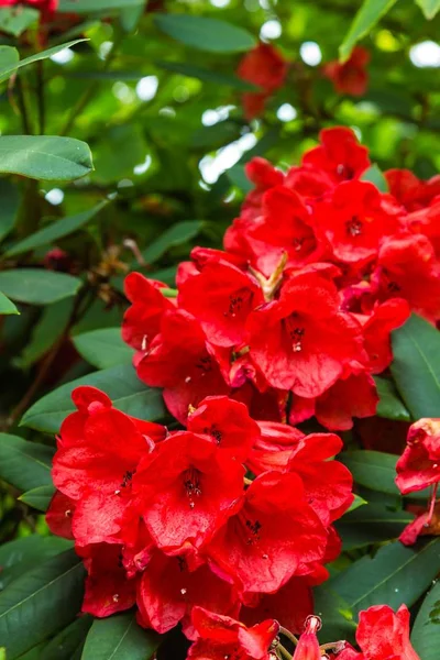 Hybride Azalia (Rhododendron hybridum) in een formele kasteeltuin — Stockfoto