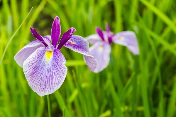 Iris amarillo y púrpura en el frente del agua — Foto de Stock