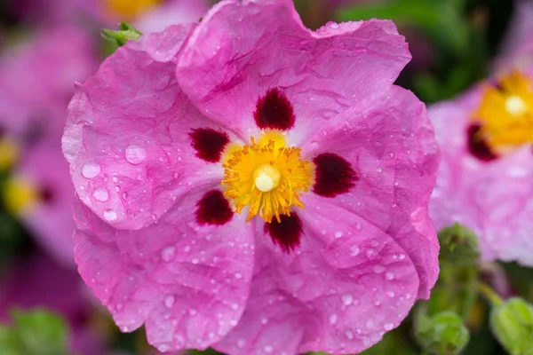 Zbliżenie na różowy maku wth krople deszczu — Zdjęcie stockowe