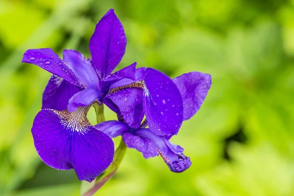 Zbliżenie: Blue iris — Zdjęcie stockowe