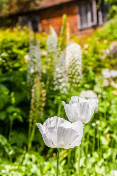 White poppies in a Britiish garden — Stock Photo, Image