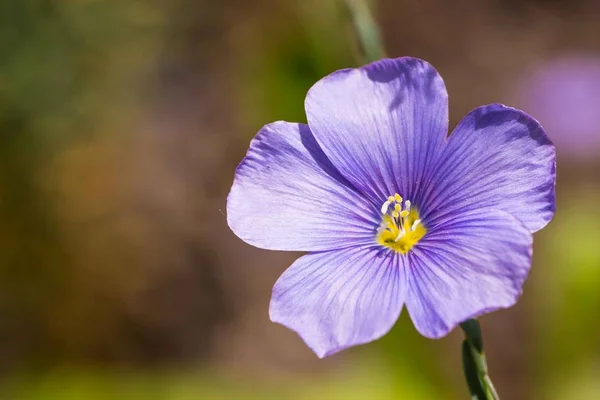 Pequeña flor púrpura al sol —  Fotos de Stock