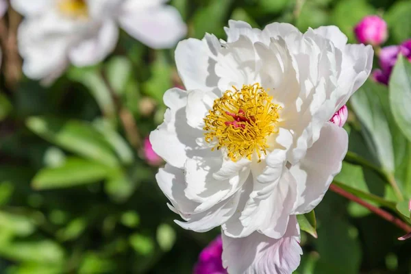 Біла троянда з пелюстками — стокове фото