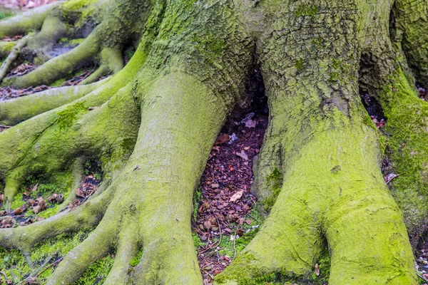 Eski bir büyük kayın büyük ağaç kökleri yakın çekim