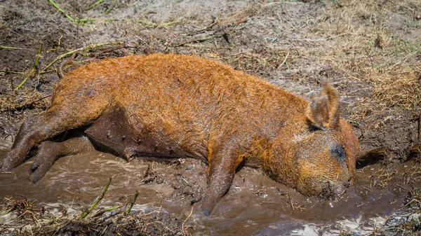 Close up Mangalica pig — Stock Image Close up Mangalica pig Royalty Free Stock Photos