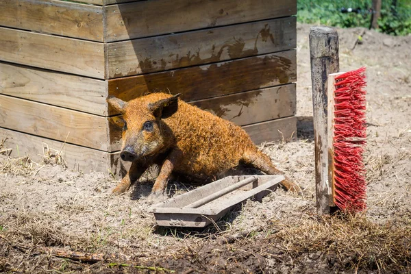 Close up Mangalica pig — Stock Image Close up Mangalica pig Royalty Free Stock Images