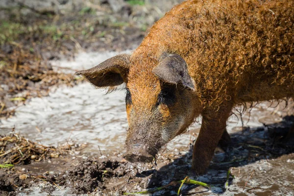 Close up Mangalica pig — Stock Image Close up Mangalica pig Stock Image