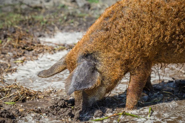 Close up Mangalica pig — Stock Image Close up Mangalica pig Stock Picture