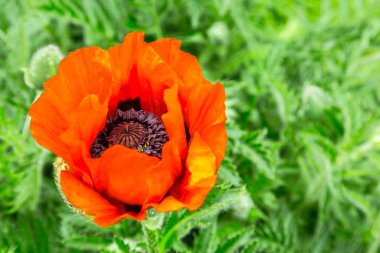 Yakın çekim yeşil bir arka plan üzerinde kırmızı bir haşhaş