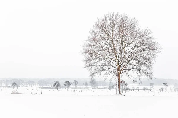 Dutch snow landscape — Stock Photo, Image