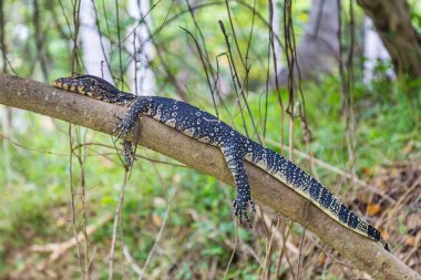 Kertenkele (varanus bengalensis) Sri Lanka izlemek