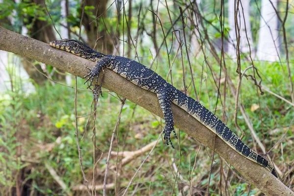 Monitor lizard (varanus bengalensis) in Sri Lanka — Stock Photo, Image