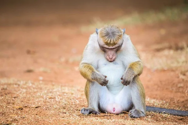 Macaco Toque Sri Lanka — Fotografia de Stock