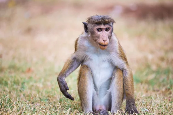 Toque macaque Sri Lanka — Stock Photo, Image