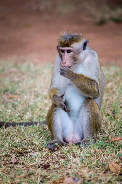 Miğfer makak Sri Lanka