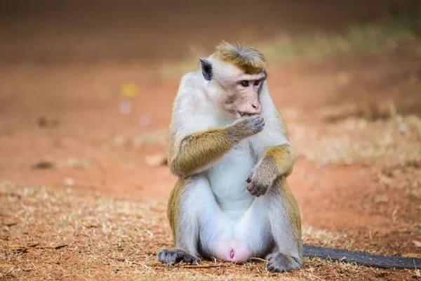 Miğfer makak Sri Lanka