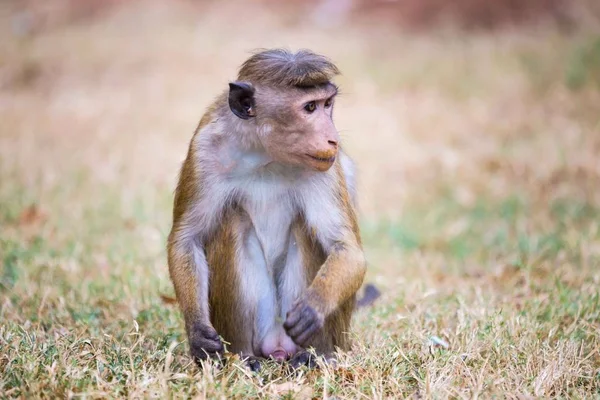 Miğfer makak Sri Lanka