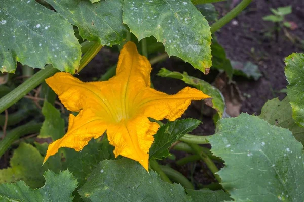 Primo piano di un fiore di zucchina giallo — Foto Stock
