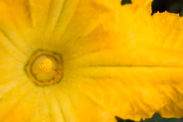 Gros plan d'une fleur de courgette jaune — Photo