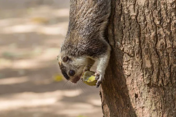 Óriás mókus, Srí Lanka — Stock Fotó