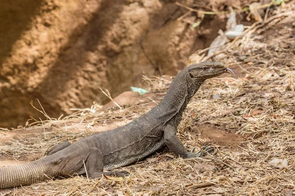 Bengal Monitor Lizard i (varanus bengalensis) в Шри-Ланке — стоковое фото