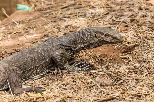 Bengal Monitor Lizard i (varanus bengalensis) в Шри-Ланке — стоковое фото