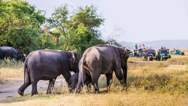 Touristen betrachten eine sri-lankische Elefantenfamilie, die aus dem — Stockfoto
