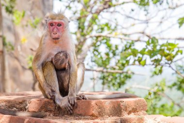Kırmızı makak (Macaca fuscata) Sigiriya Dağı tepesinde yüzler