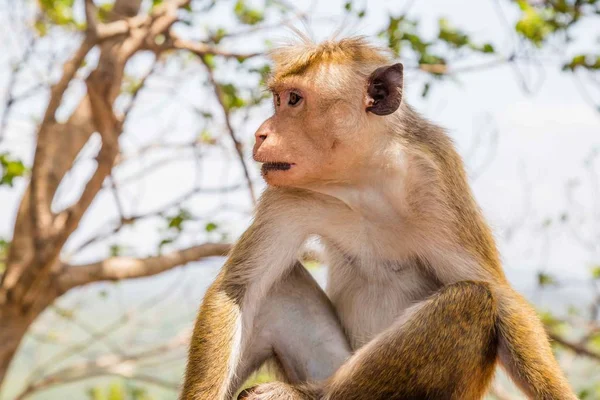 Kırmızı makak (Macaca fuscata) Sigiriya Dağı tepesinde yüzler