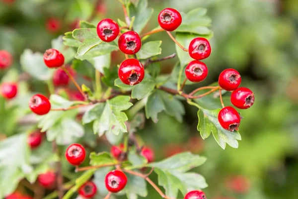 Hawthorn berries in nature — Stock Photo, Image