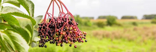 Vlierbes busch met rijpe bessen — Stockfoto