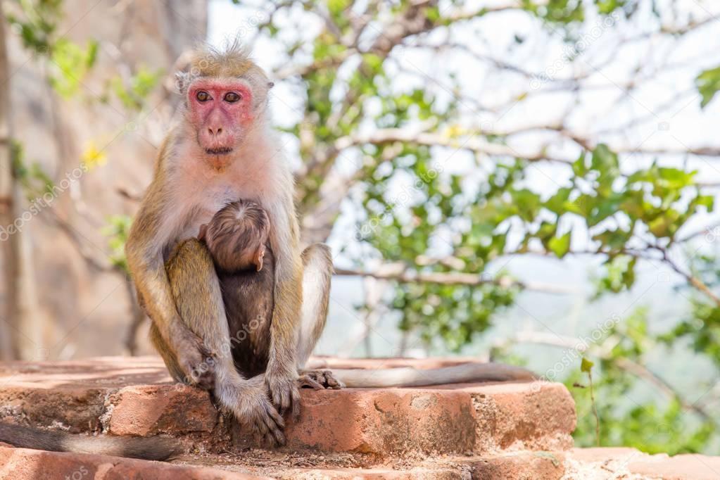 Red faces macaque (Macaca fuscata) on top of the  SIgiriya mount