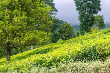 Sri Lanka 'daki çay çiftliği.