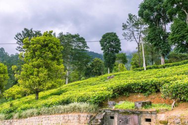 Sri Lanka 'daki çay çiftliği.