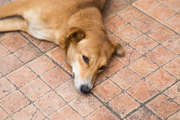 Brown street hund i Sri Lanka — Stockfoto