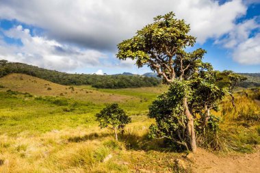 Horton Plains Milli Parkı Sri Lanka