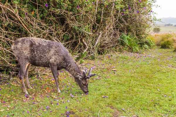 Sambar hjort i Sri Lanka — Stockfoto