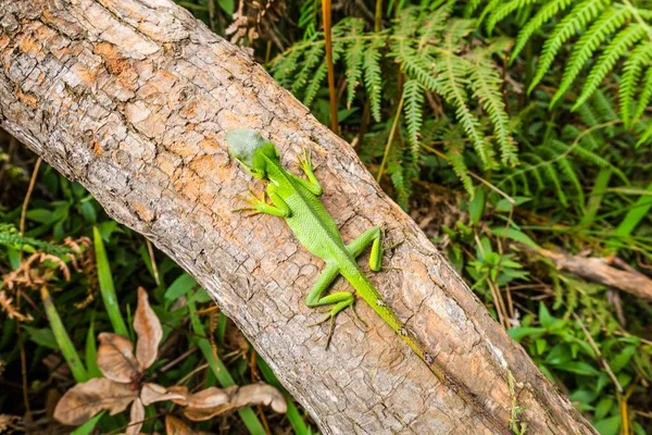 열 대 녹색 도마뱀 — 스톡 사진