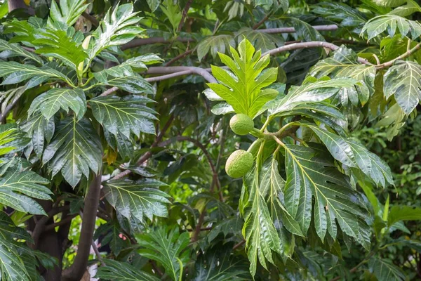 Sukun ou fruit du pain accroché à un arbre — Photo