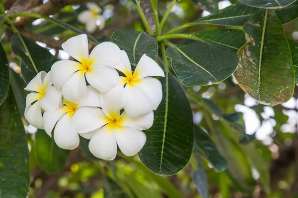 Beyaz plumeria çiçek — Stok fotoğraf