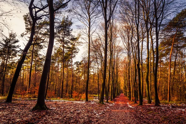 Floresta dourada durante o outono — Fotografia de Stock