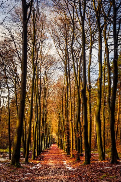 Bosque dorado durante el otoño — Foto de Stock