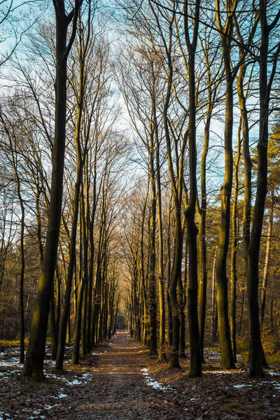 Bosque dorado durante el otoño — Foto de Stock