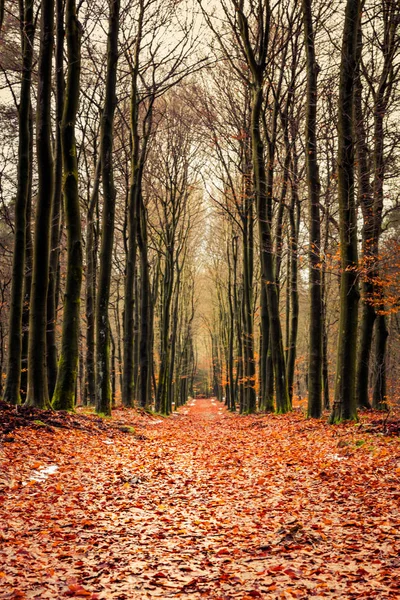 Golden forest during fall — Stock Photo, Image