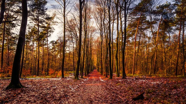 Bosque dorado durante el otoño — Foto de Stock